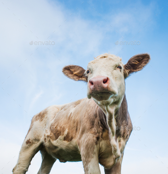 Organically raised, grass fed cow Stock Photo by ImageSourceCur PhotoDune