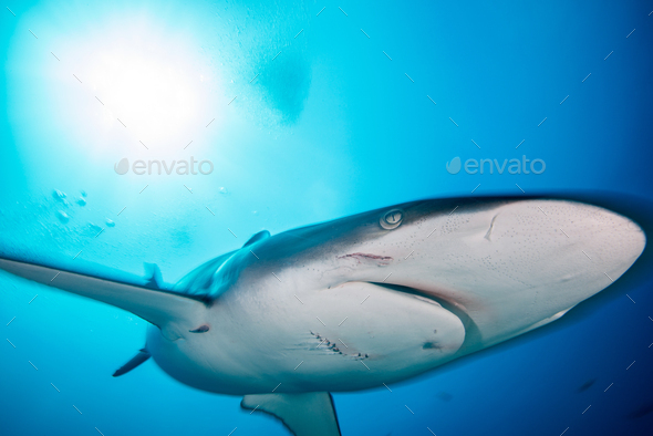 A female silky shark with bite marks inflicted by a male during mating, Socorro Island, Mexico