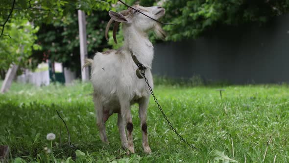Young Goat with Horns Standing on the Green Grass in the Village