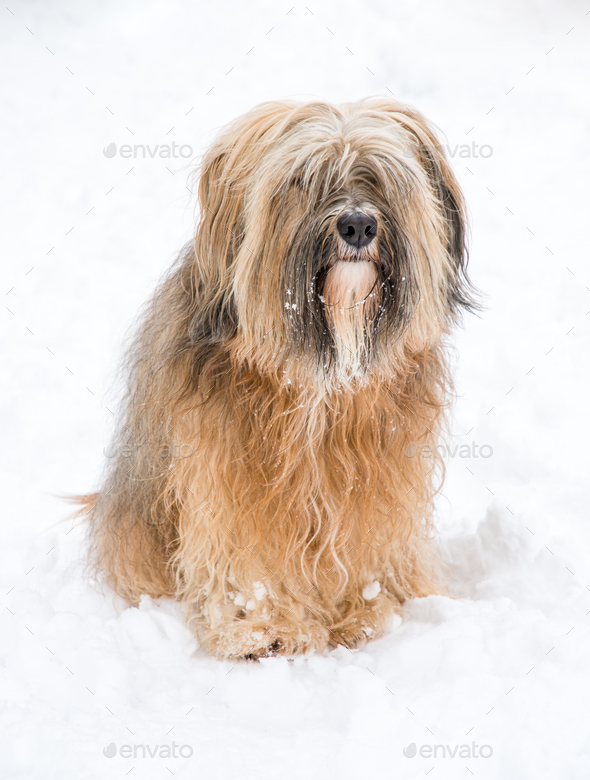 Long-haired tibetan terrier in the snow - Stock Photo - Images