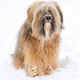 Long-haired tibetan terrier in the snow - PhotoDune Item for Sale