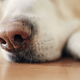 Close-up of sleeping dog at home - PhotoDune Item for Sale