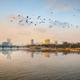 The Flock of birds over river Nile - PhotoDune Item for Sale