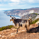 Zakynthos in Greece, goats on Keri cliffs - PhotoDune Item for Sale