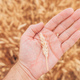 Farmer checking up development of grains in ripening wheat crop ears in field, close up of male hand - PhotoDune Item for Sale