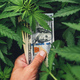 Cannabis Sativa grower proud of his cultivation business income profit showing US dollar cash money - PhotoDune Item for Sale