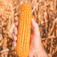 Farmer&#39;s hand holding harvested ear of corn in field - PhotoDune Item for Sale