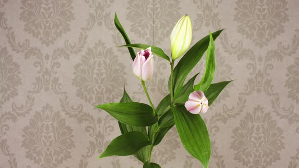 a white illy filmed over 8 days alt