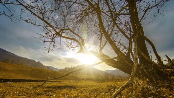 Time Lapse of Death Tree and Dry Yellow Grass at Mountian Landscape with Clouds and Sun Rays alt