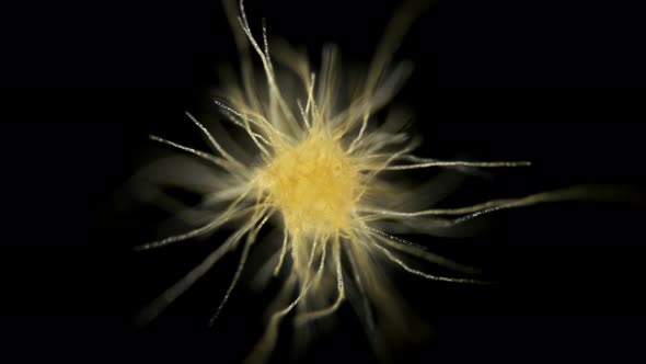 Trichodesmium Cyanobacteria Under the Microscope, Microcoleaceae Family, Is Diazotrophs alt