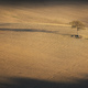 Lonely tree and its shadow in the Tuscan countryside at sunset - PhotoDune Item for Sale