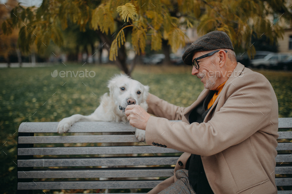 Happy senior man sitting on bench and resting during dog walk outdoors in park - Stock Photo - Images