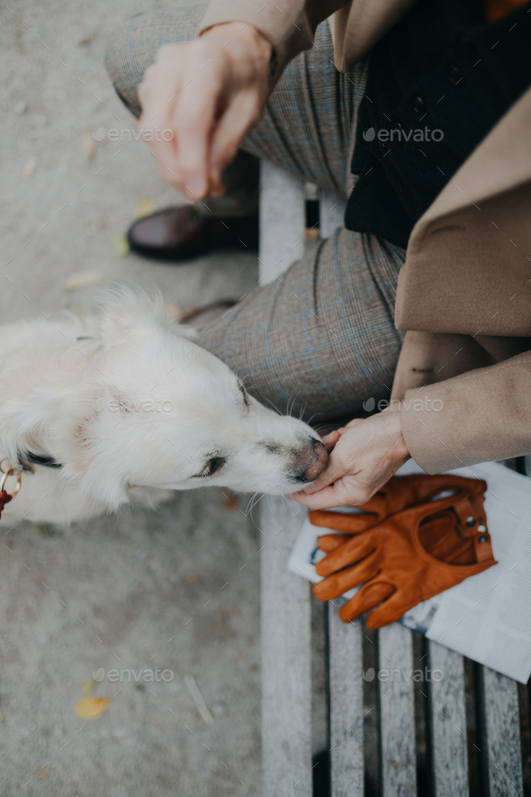Top view of unrecognizable senior man sitting on bench and feeding his dog outdoors in park - Stock Photo - Images