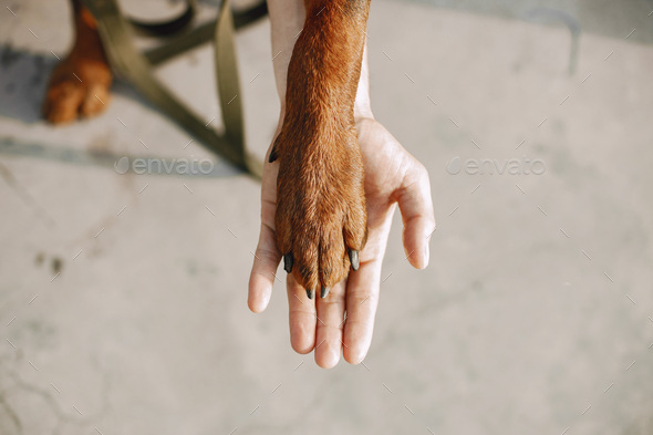 Male hands hold the paw of a Rottweiler dog