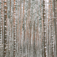 Winter Snowy Coniferous Forest During Snowy Day. Pines Trunks Background - PhotoDune Item for Sale