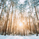 Beautiful Sunset Sunrise Sun Sunshine In Sunny Winter Snowy Coniferous Forest - PhotoDune Item for Sale