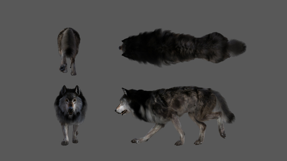 Wolf walk - animation loop, all view alt