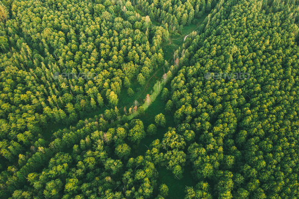 Aerial View Of Green Forest Landscape. Top View From High Attitude In Summer Evening. Small Marsh