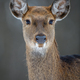 Portrait female deer in the winter forest. Animal in natural habitat - PhotoDune Item for Sale