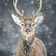 Portrait male deer in the winter forest. Animal in natural habitat - PhotoDune Item for Sale
