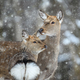 Two female deer in the winter forest. Animal in natural habitat - PhotoDune Item for Sale