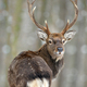 Portrait male deer looking back in the winter forest. Animal in natural habitat - PhotoDune Item for Sale