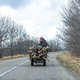 A man with tree logs on a cart rides along the road. - PhotoDune Item for Sale
