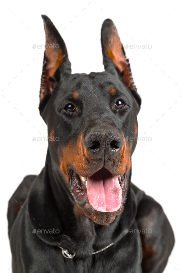 Doberman isolated on white background Stock Photo by FabrikaPhoto ...