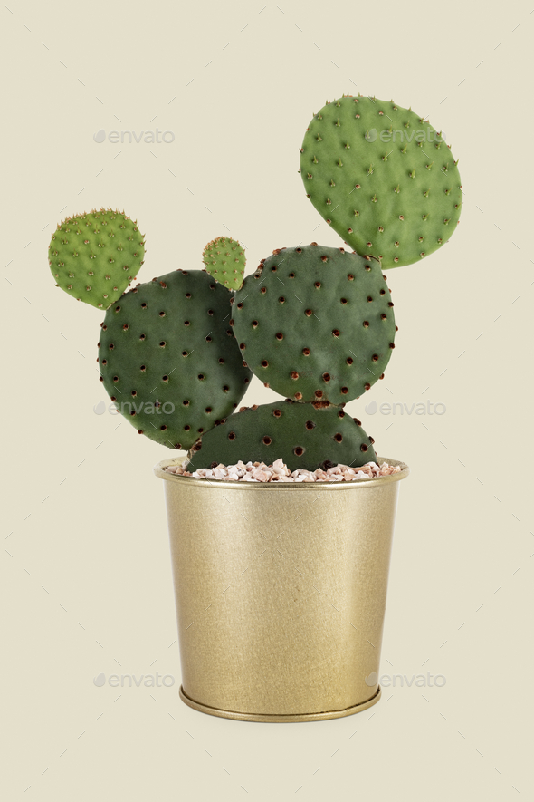 Potted plant bunny ears cactus popular houseplant