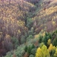Above the Forest in the Fall Season - VideoHive Item for Sale