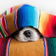 Dog covered with colorful blanket - PhotoDune Item for Sale
