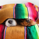 Twdo dogs under colorful blanket - PhotoDune Item for Sale