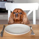 Dog waiting for food - PhotoDune Item for Sale