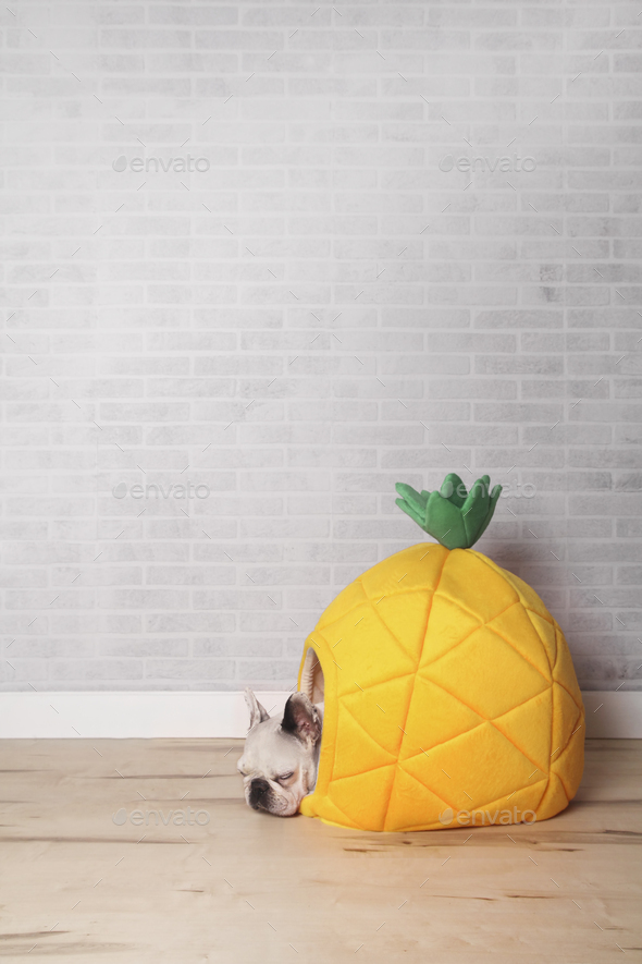 French bulldog sleeping in his bed shaped like pineapple Stock Photo by