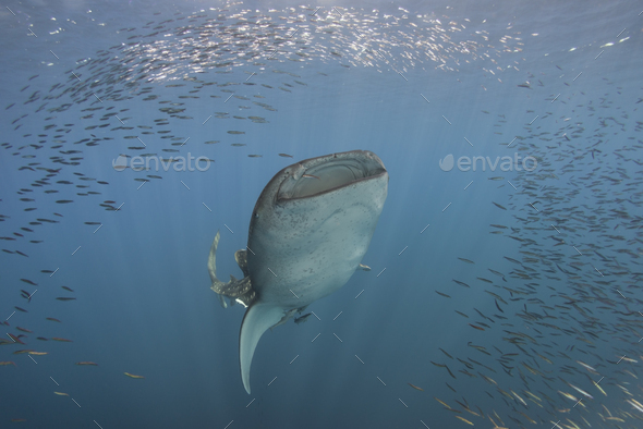 Indonesia, Papua, Cenderawasih Bay, Whale shark and school of fish