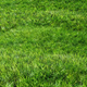Green grass empty field background, texture. 3d illustration - PhotoDune Item for Sale