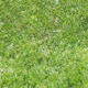 Green grass empty field background, texture. Copy space, banner. 3d illustration - PhotoDune Item for Sale