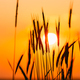 Summer Sun Shining Through Young Yellow Wheat Sprouts. Wheat Field In Sunset Sunrise Sun - PhotoDune Item for Sale