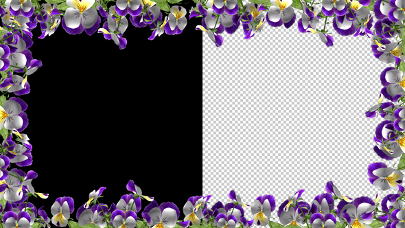 Pansy Flowers - Screen Frame Loop - Alpha Channel