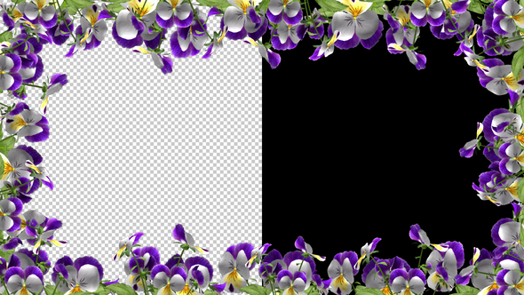 Pansy Flowers - Screen Frame In Out - Alpha Channel