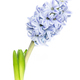 Blooming hyacinth on white background - PhotoDune Item for Sale