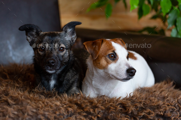 Close-up portrait of two dogs, Jack Russell terrier and a black mongrel. Dog day, pet day. - Stock Photo - Images