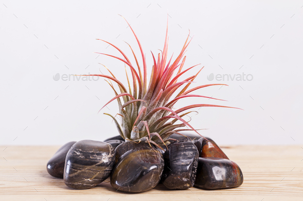 Tilandsia ionantha Airplant on shiny black stones on wooden table