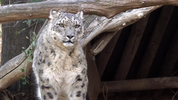 View of Snow Leopard looking around alt