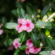Goa, India. Blooming Pink Flowers Of Catharanthus Roseus In Garden - PhotoDune Item for Sale