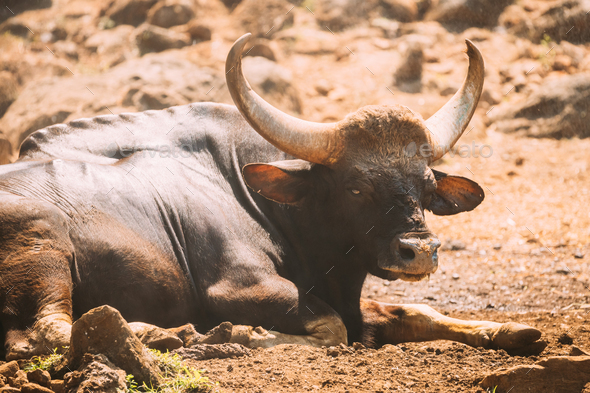 Goa, India. Gaur Bull, Bos Gaurus Or Indian Bison Resting On Ground. It Is  The Largest Species Among Stock Photo by Grigory_bruev