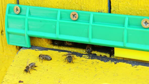 Bees in a Hive Closeup