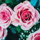 Beautiful bouquet of pink roses - PhotoDune Item for Sale