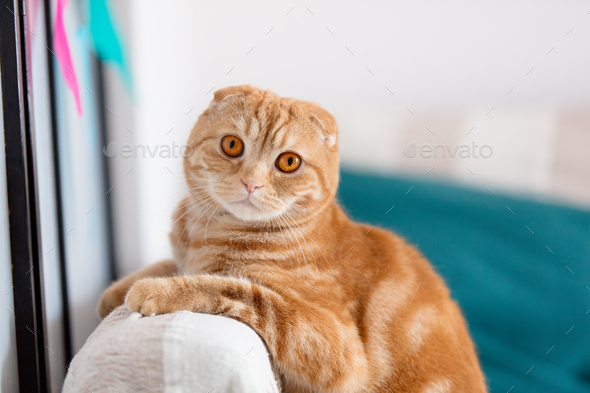 orange tabby scottish fold