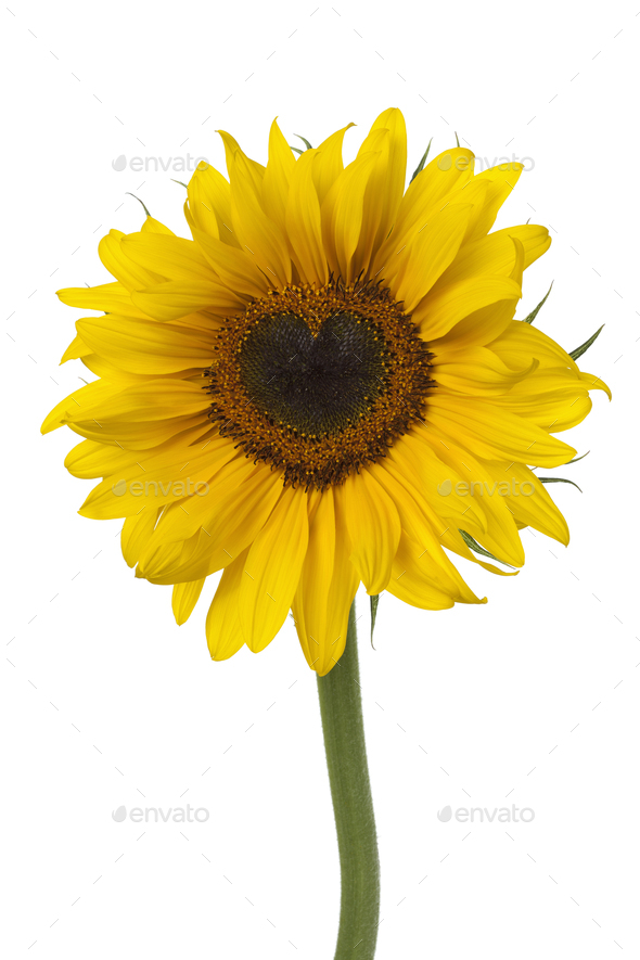 Single fresh sunflower with a heart shaped heart on white background - Stock Photo - Images